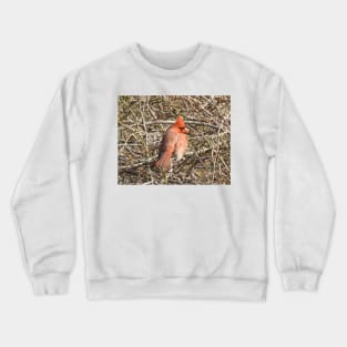 Northern Cardinal, wild birds, wildlife gifts Crewneck Sweatshirt